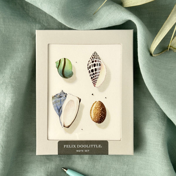 Four seashells Note Set of 8 cards, 2 each of 4 different coastal illustrations images designs