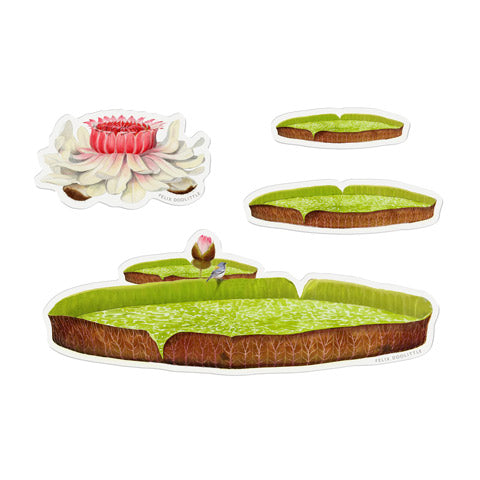 Victoria Water Lily Pond - Felix Doolittle x Longwood Gardens