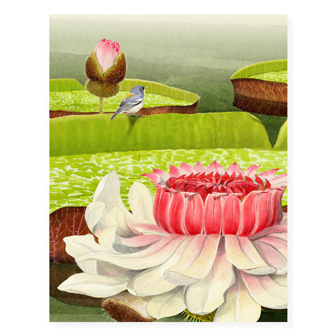 Victoria Water Lilies - Felix Doolittle x Longwood Gardens