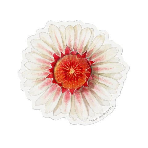 Victoria Water Lily - Felix Doolittle x Longwood Gardens