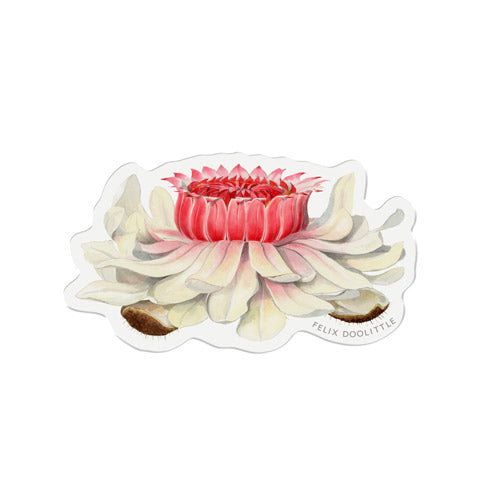 Victoria Water Lily Bloom - Felix Doolittle x Longwood Gardens