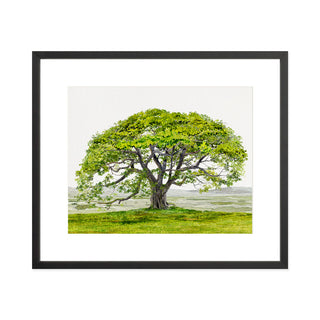 English Oak - Art Print