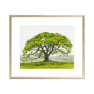 English Oak - Art Print