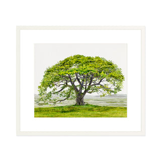 English Oak - Art Print