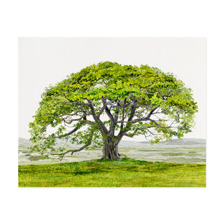 English Oak - Art Print