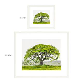English Oak - Art Print