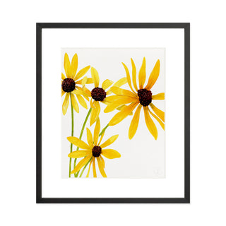 Black Eyed Susan - Art Print