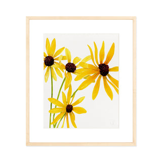 Black Eyed Susan - Art Print