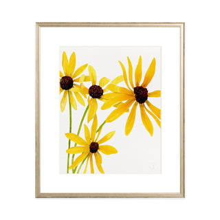Black Eyed Susan - Art Print