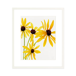 Black Eyed Susan - Art Print