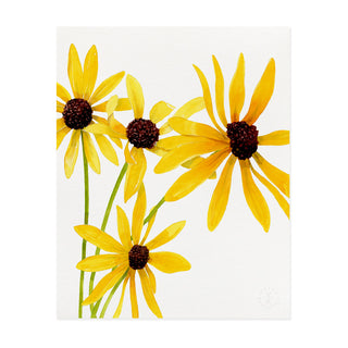 Black Eyed Susan - Art Print