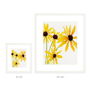 Black Eyed Susan - Art Print