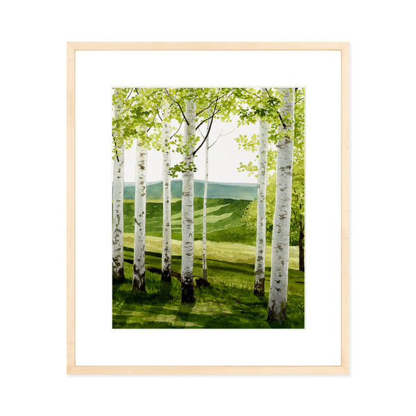 Birch Forest