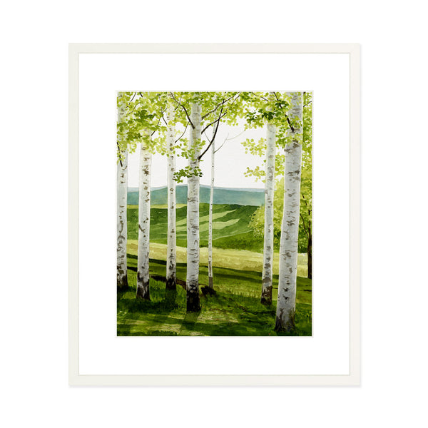 Birch Forest