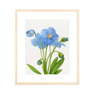 Blue Poppies - Art Print