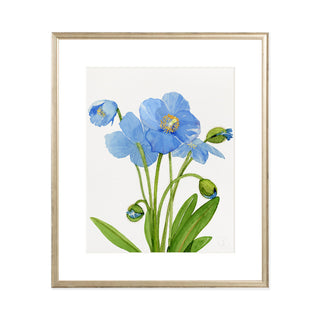 Blue Poppies - Art Print