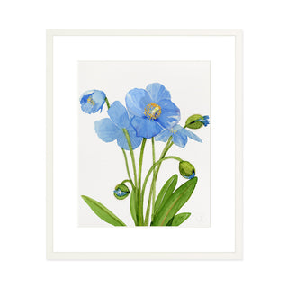 Blue Poppies - Art Print