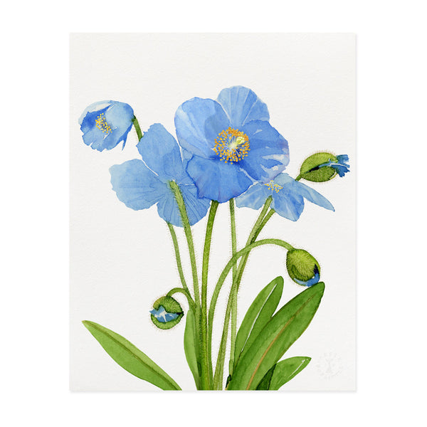 Blue Poppies - Art Prints by Felix Doolittle x Longwood Gardens