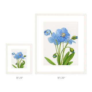 Blue Poppies - Art Print
