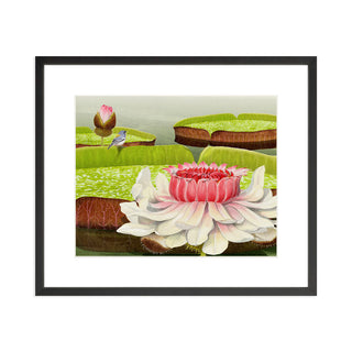 Victoria Water Lilies - Art Print