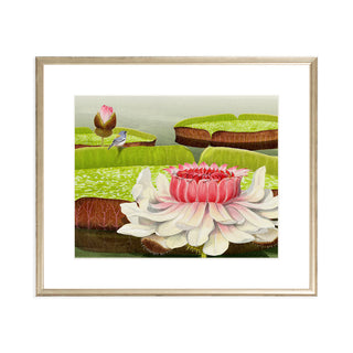 Victoria Water Lilies - Art Print