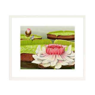 Victoria Water Lilies - Art Print