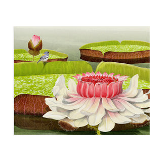 Victoria Water Lilies - Art Print