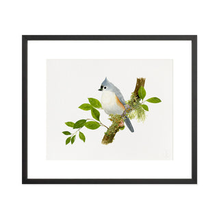 Titmouse Songbird - Art Print