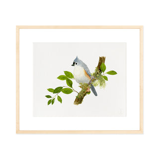 Titmouse Songbird - Art Print