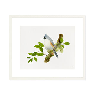 Titmouse Songbird - Art Print