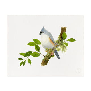 Titmouse Songbird - Art Print