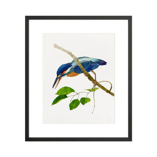 Kingfisher - Art Print