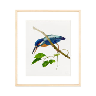 Kingfisher - Art Print
