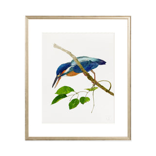 Kingfisher - Art Print