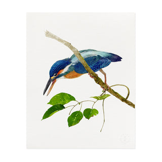 Kingfisher - Art Print