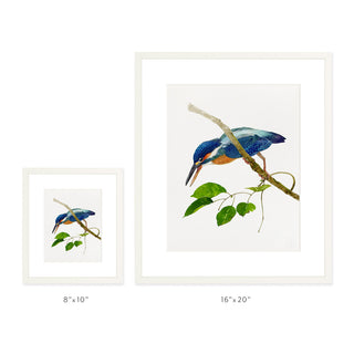 Kingfisher - Art Print