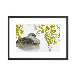 Mandarin Duck - Art Print