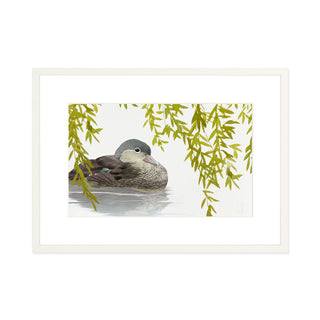 Mandarin Duck - Art Print