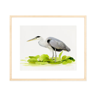 Great Blue Heron - Art Print