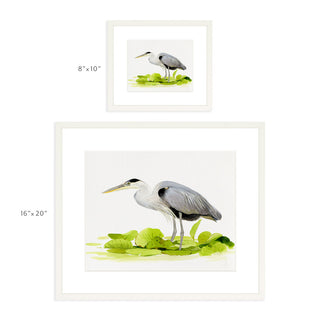 Great Blue Heron - Art Print