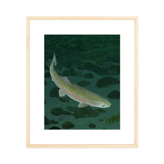 Mohonk Mountain Trout - Art Print