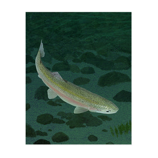 Mohonk Mountain Trout - Art Print