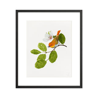 Japanese Robin - Art Print