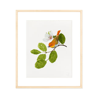 Japanese Robin - Art Print