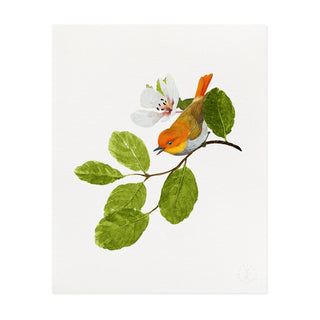 Japanese Robin - Art Print