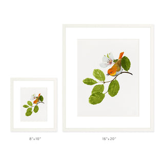 Japanese Robin - Art Print