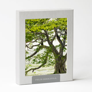 English Oak - Just Because Card