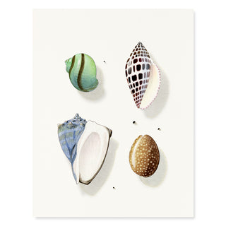 Sea Jewels - Just Because Card