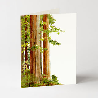 Redwoods - Just Because Card