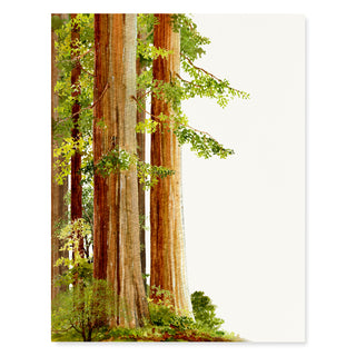 Redwoods - Just Because Card